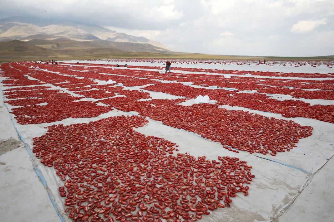 Süphan Dağı’nda yetişiyor 12 kilodan 1 kilo çıkıyor. Türkler 1 kilo bile alamıyor 31